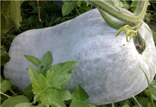 食堂蔬菜冬瓜配送