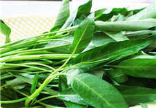 食堂蔬菜空心菜配送