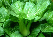 新鮮蔬菜青菜配送