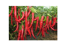 新鮮蔬菜紅椒配送