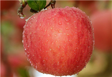 學校食材水果配送