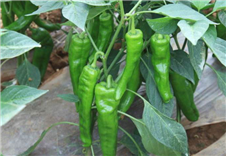 新鮮蔬菜辣椒配送