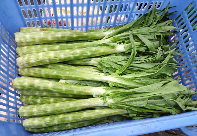 政府蔬菜萵苣配送 04.jpg